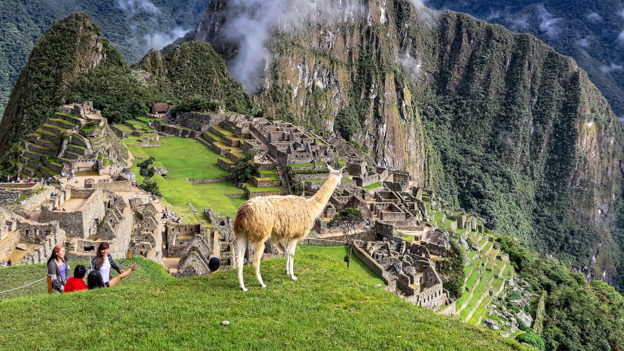llama de machu picchu get in peru