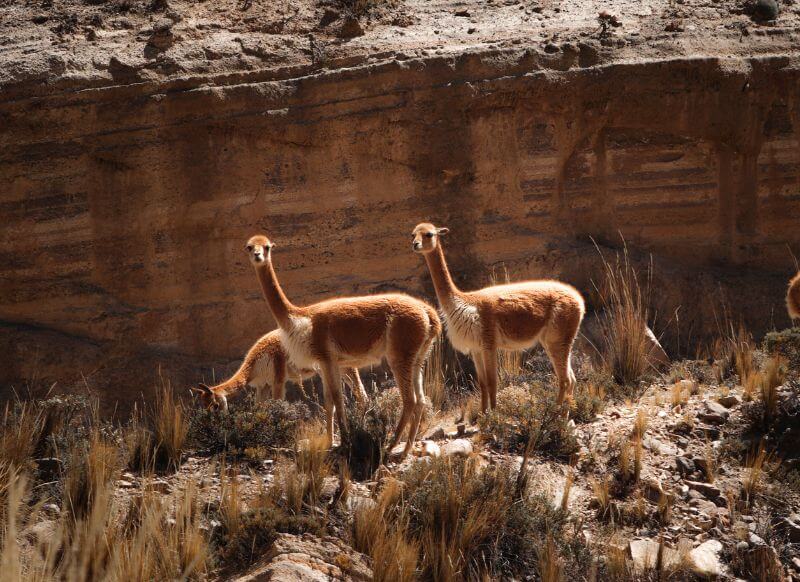 vicuñas en arequipa reserva nacional de salinas tour al cañon del colca