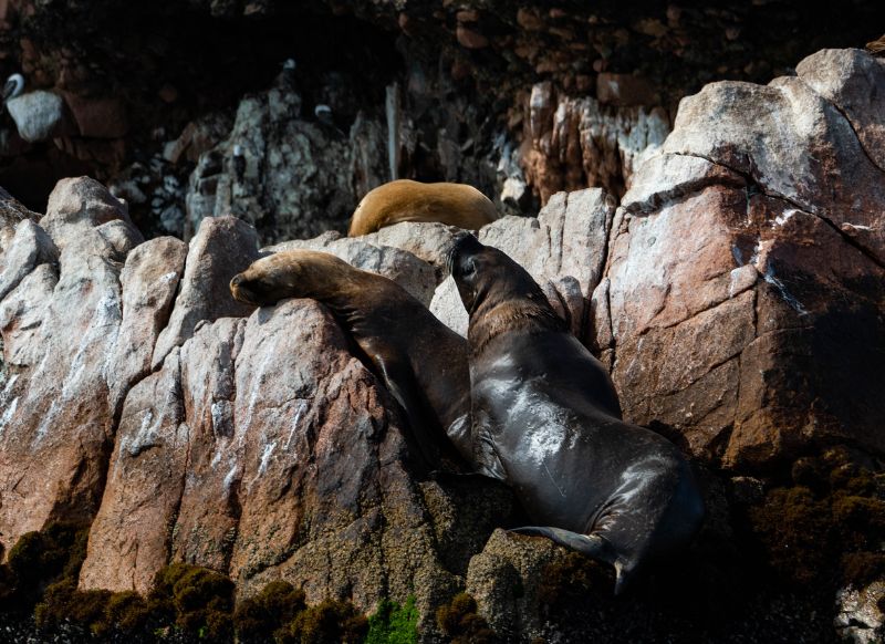 lobo marino en las islas ballestas huacachina get in peru agencia de viajes