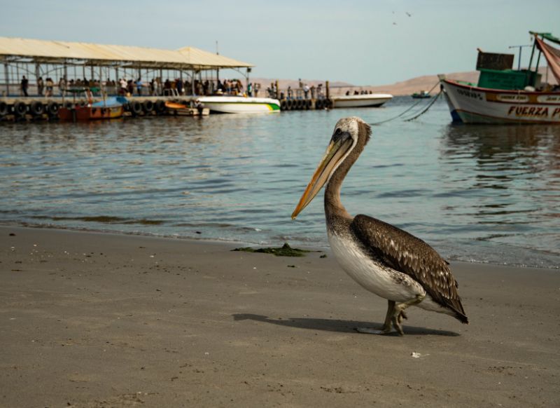 pelicano playa de paracas tour en la huacachina get in peru agencia de viajes