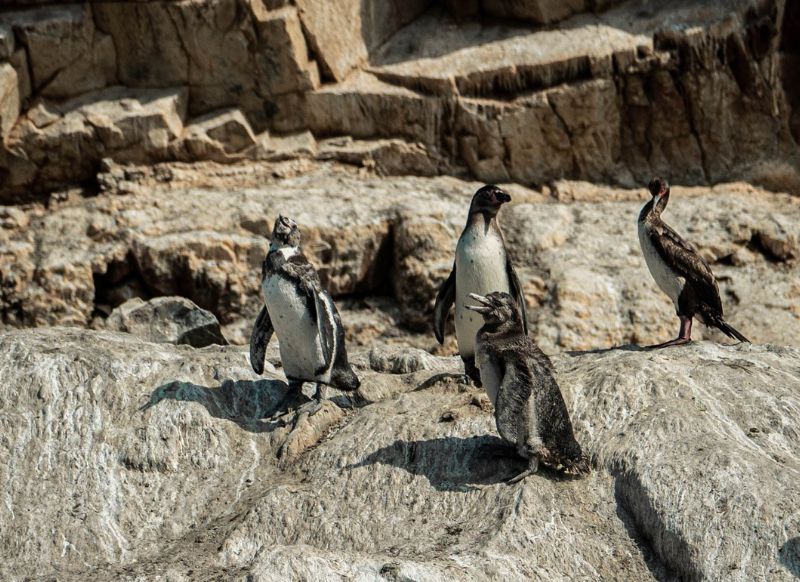 pinguinos de humbolt en las islas ballestas get in peru agencia de viajes