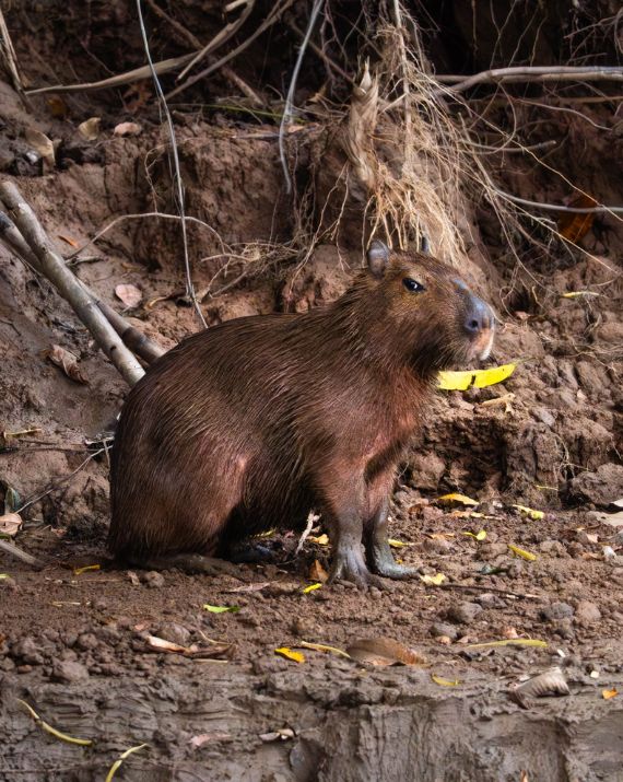 capibara bosque de tambopata tour de 4 dias get in peru