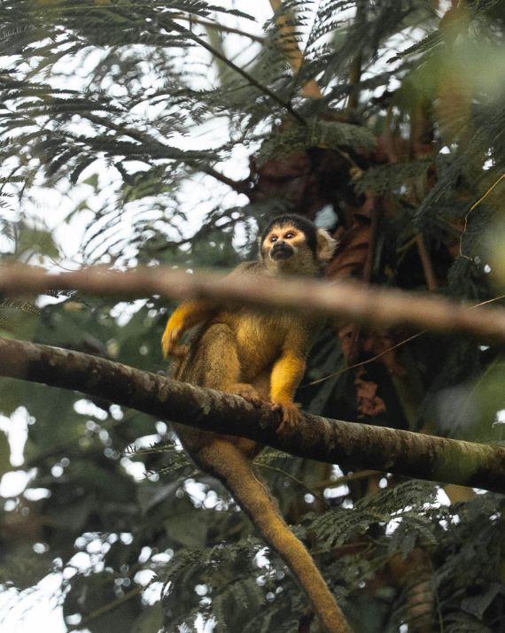 Tambopata 4 días Get in Peru con mono ardilla observado entre los árboles de la selva