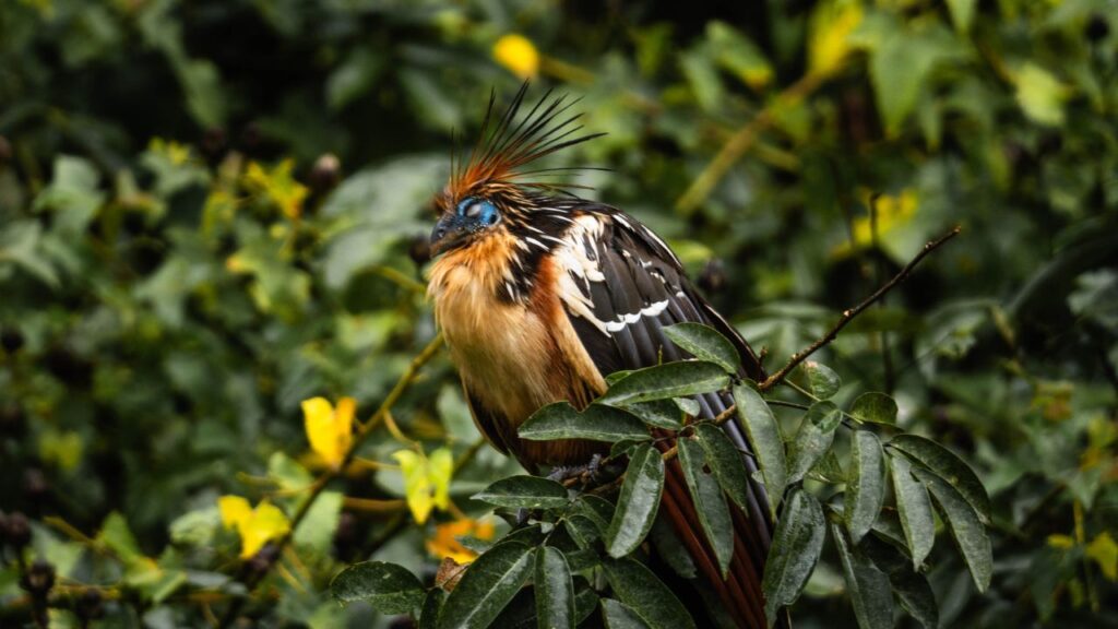 Tambopata 4 días Get in Peru con avistamiento de hoatzín entre la vegetación amazónica