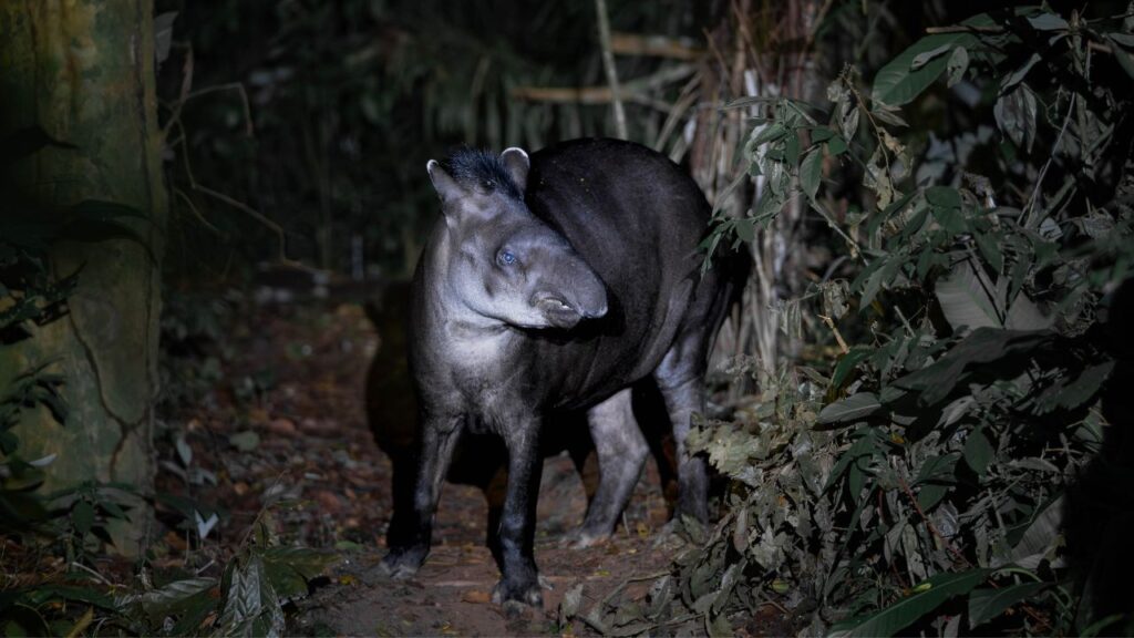 Tambopata 3 días Get in Peru con avistamiento de tapir amazónico durante una excursión por la selva
