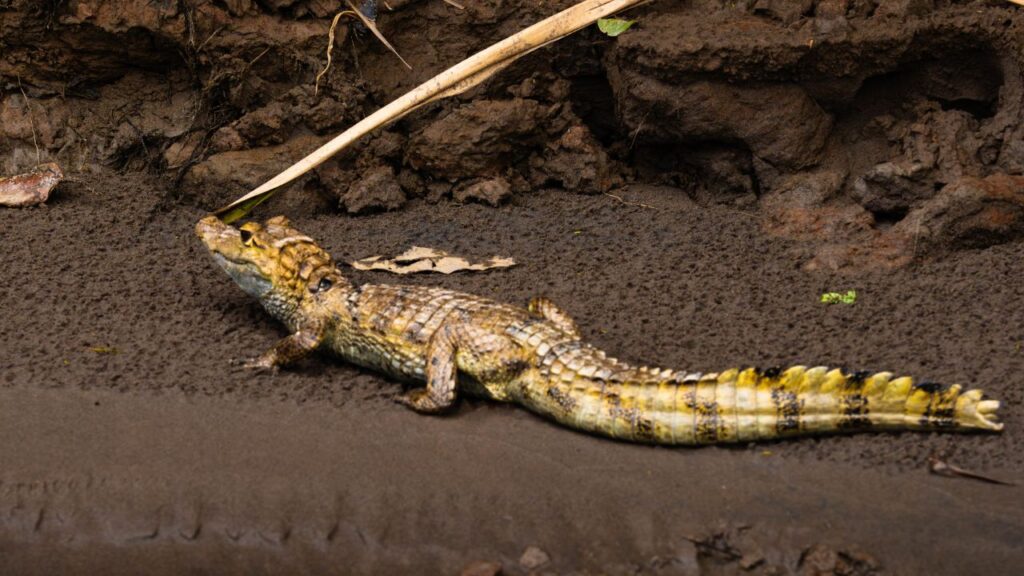tour puerto maldonado 4 dias 3 noches get in peru