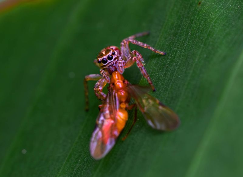 Araña de lluvia tambopata get in peru
