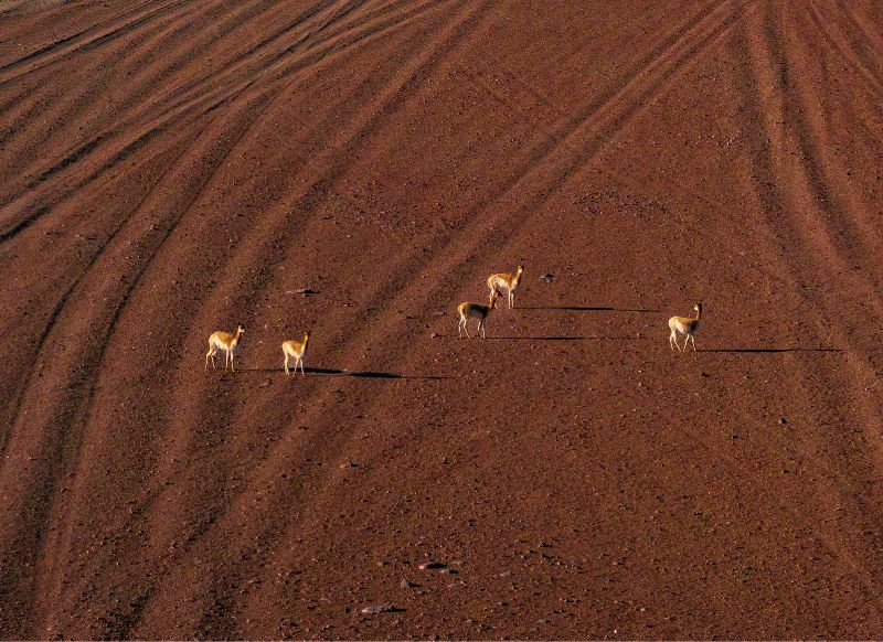 tour salar de uyuni 3 dias y 2 noches vicuñas en el desierto get in peru