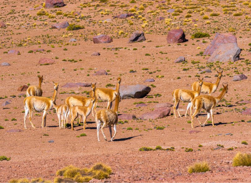 tour salar de uyuni 3 dias y 2 noches vicuñas get in peru