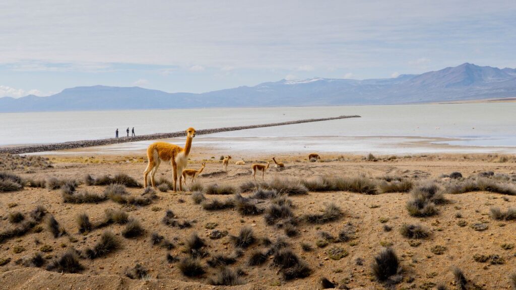 salineras arequipa 6