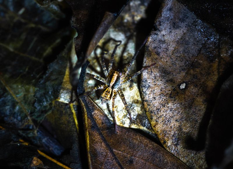 tambopata araña acuatica get in peru