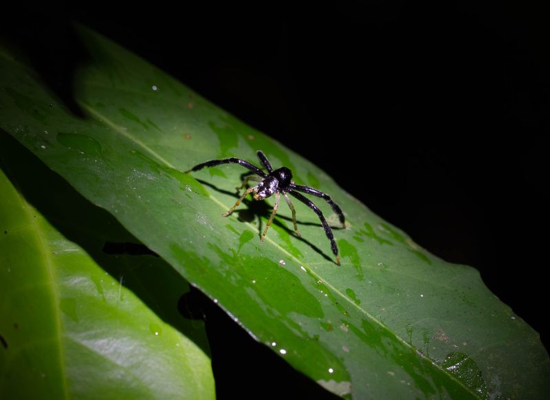 tambopata araña get in peru