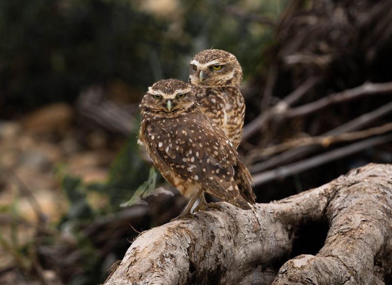 tambopata buhos get in peru