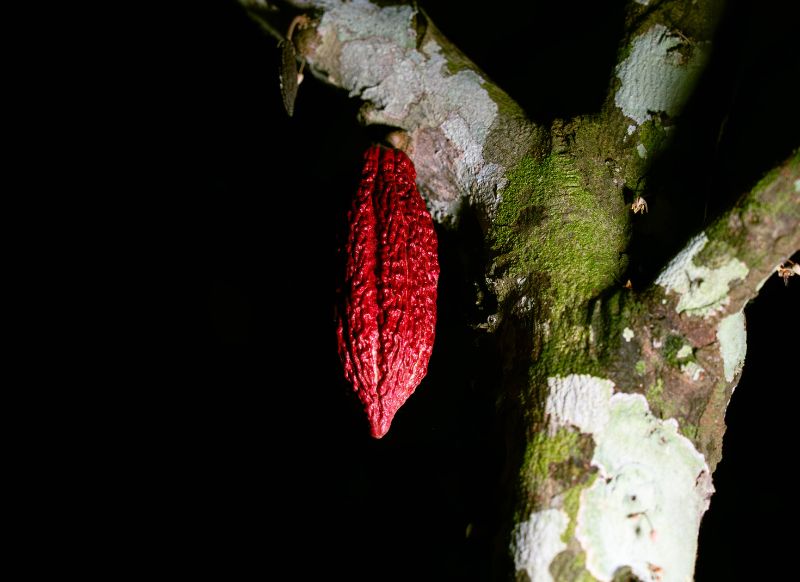 tambopata cacao get in peru
