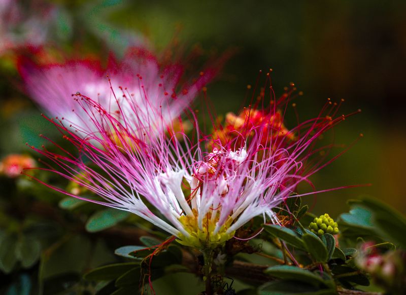 tambopata calliandra flor get in peru
