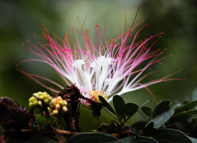 tambopata calliandra get in peru