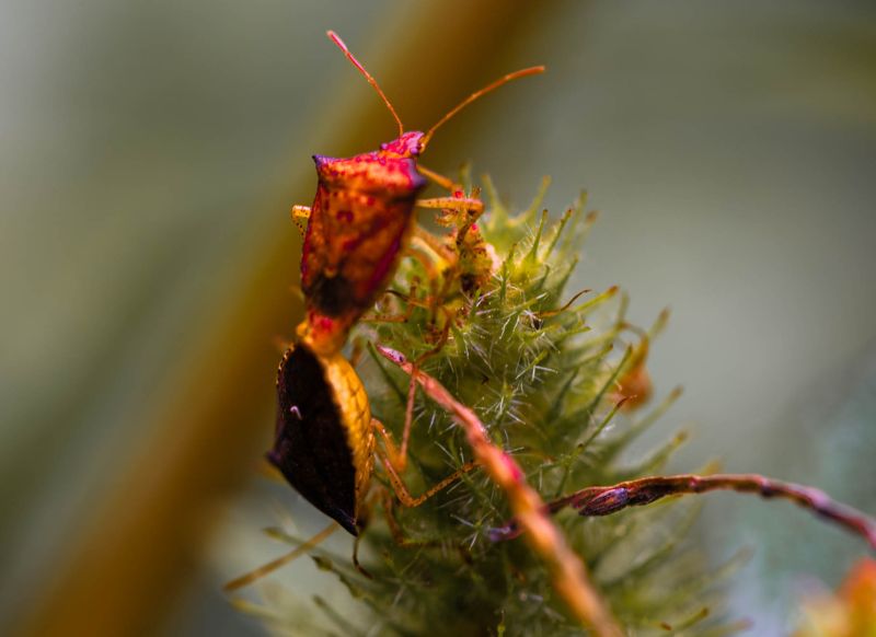 tambopata chinches apareandose get in peru