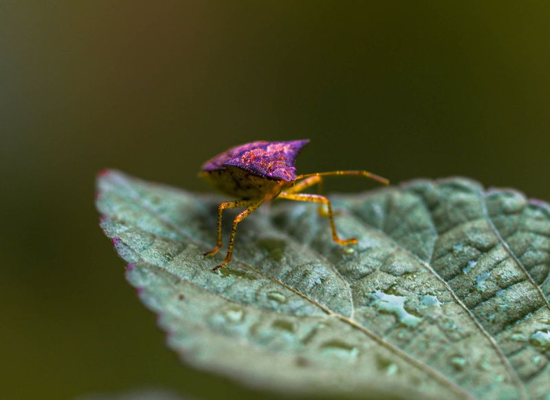 tambopata chinches get in peru