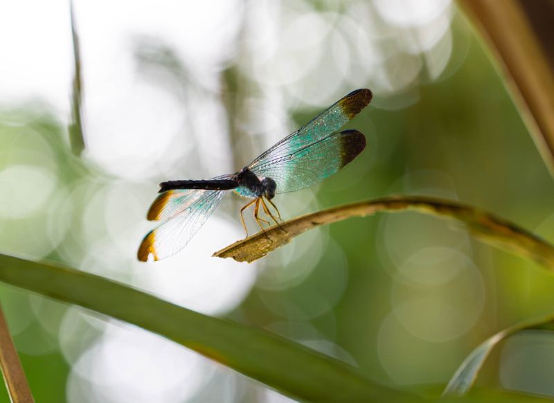 tambopata dragonfly get in peru