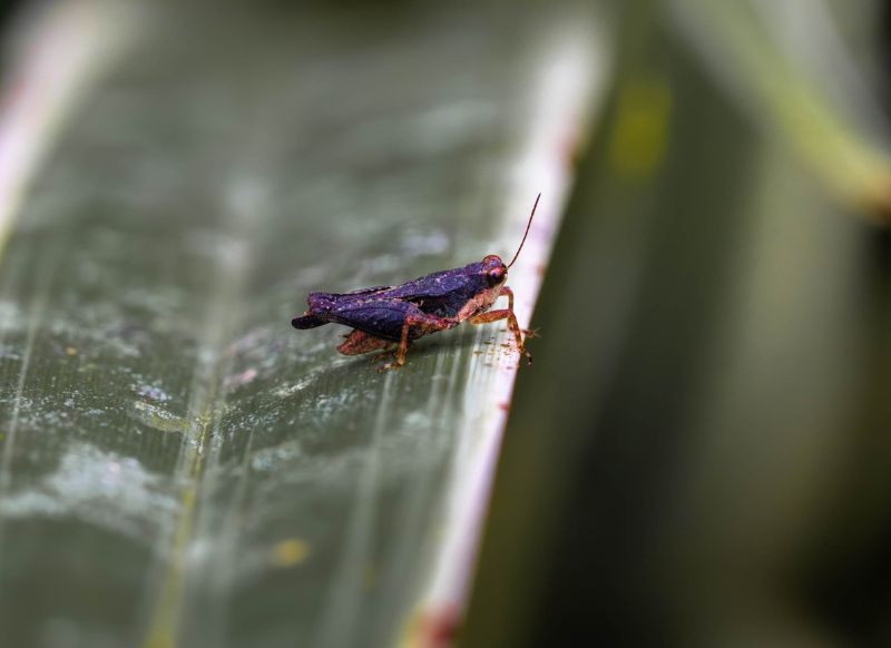 tambopata grillo morado get in peru