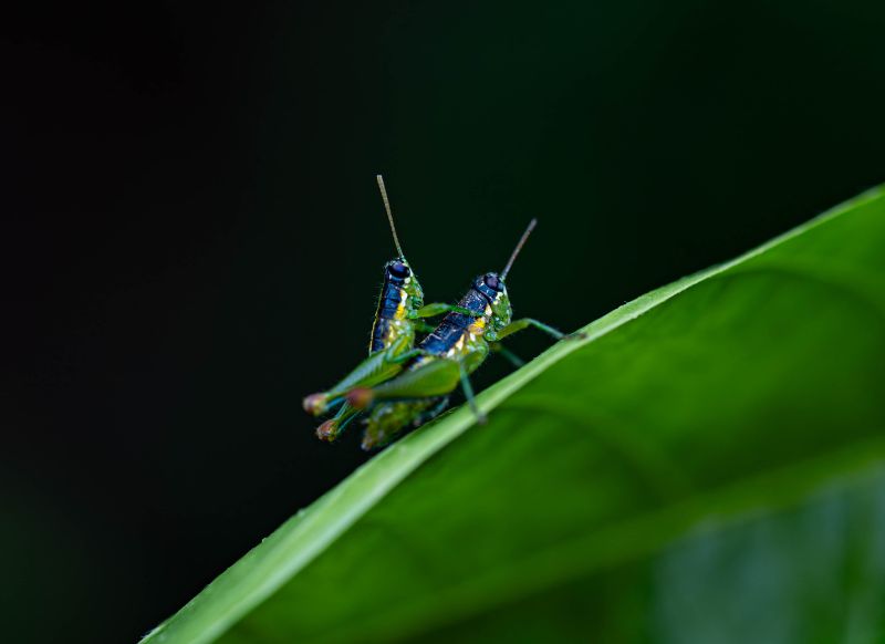 tambopata grillos azules get in peru