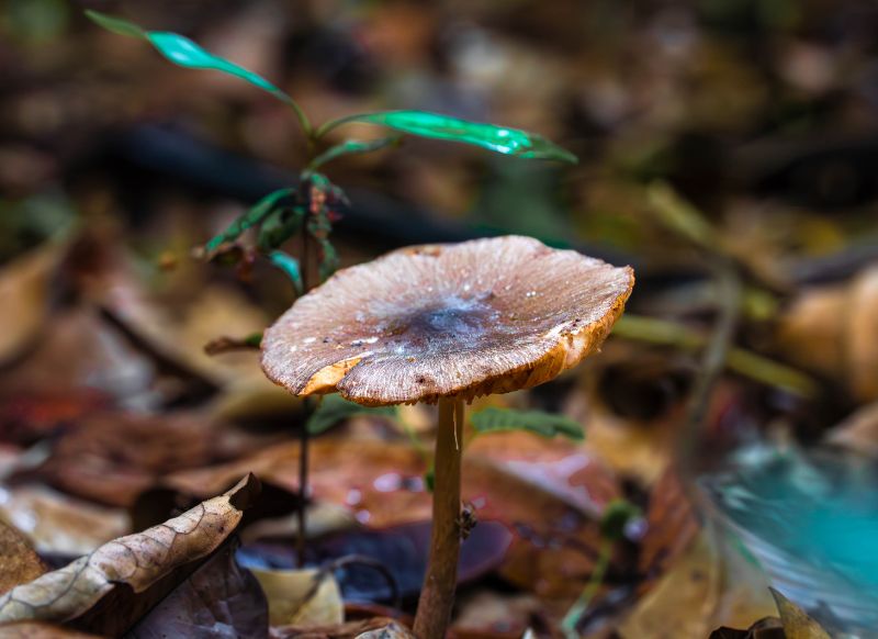 tambopata hongo comestible get in peru