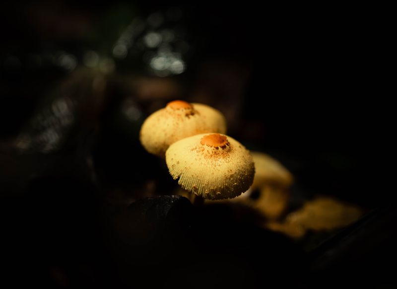 tambopata hongos amarillos get in peru