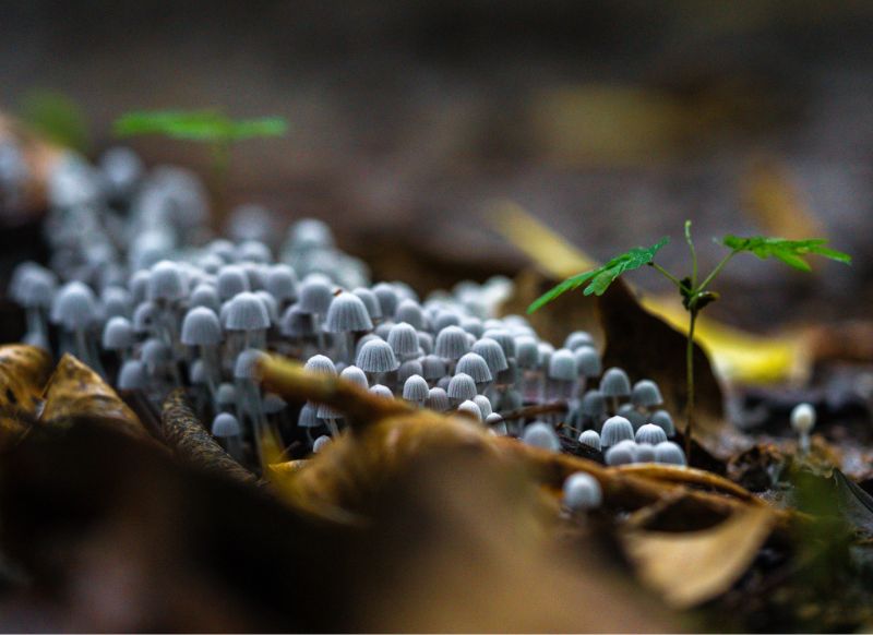 tambopata hongos get in peru