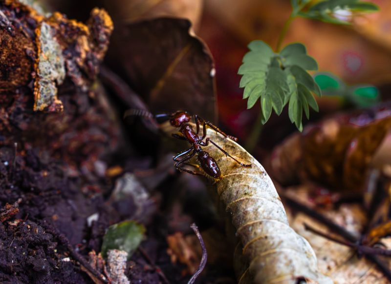 tambopata izula ant get in peru