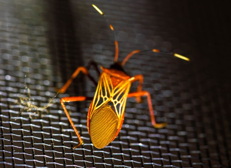 tambopata palla get in peru