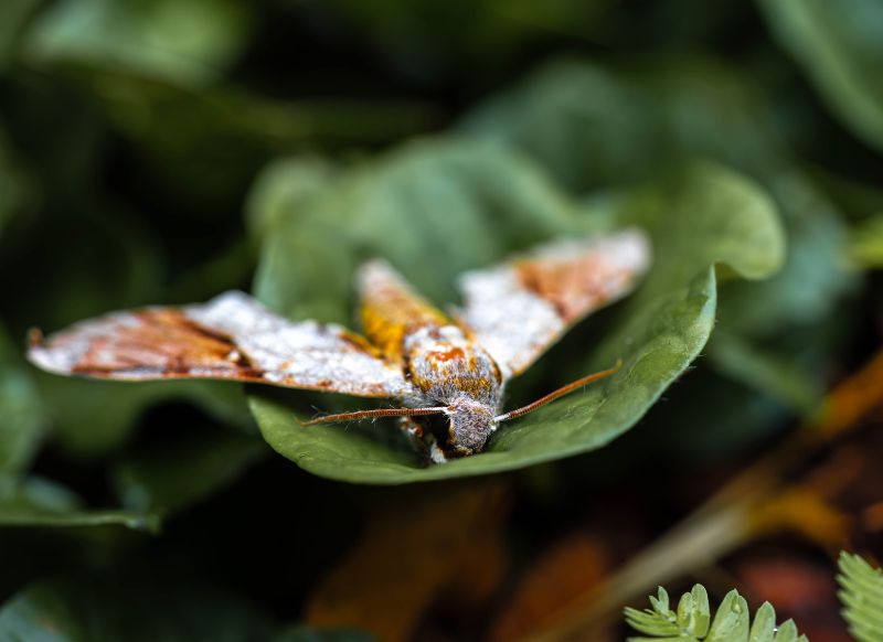 tambopata polilla get in peru