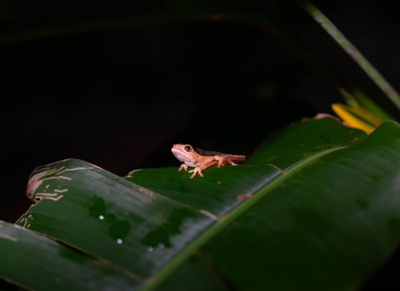 tambopata rana get in peru