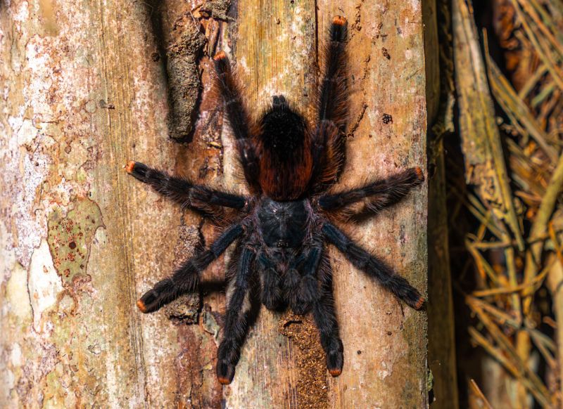 tambopata tarantula get in peru