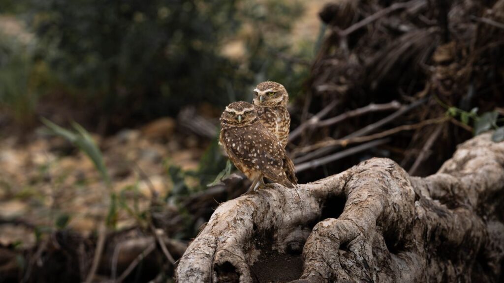 tour tambopata 4 dias y 3 noches get in peru