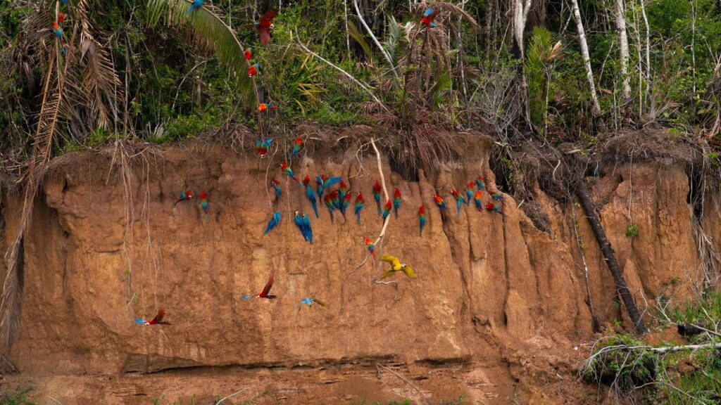 tour tambopata 5 dias y 4 noches get in peru