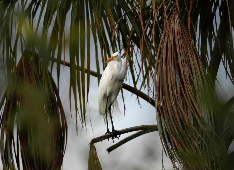 lago yacumama tambopata puerto maldonado garza get in peru