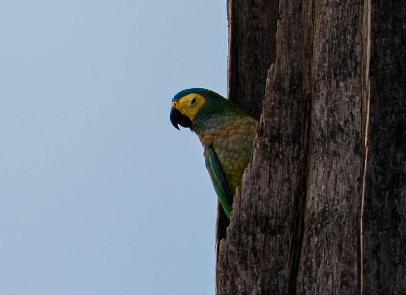 lake yacumama puerto maldonado pirana fishing sunset get in peru