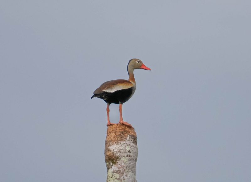 lake yacumama tambopata pirana fishing sunset get in peru