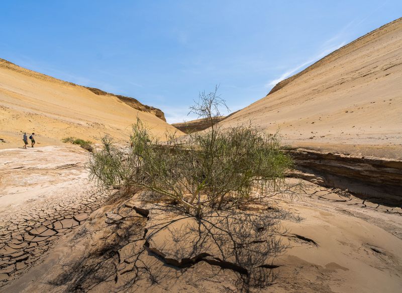 tour cañon de los perdidos arbusto get in peru