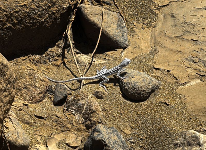 tour cañon de los perdidos lagartija blanca get in peru