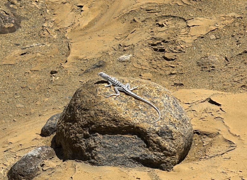 tour cañon de los perdidos lagartija get in peru