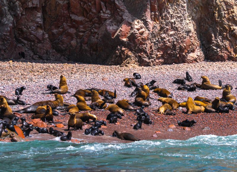 Colonia de lobos marinos descansando en las Islas Ballestas