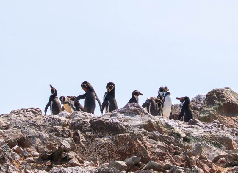 Pingüinos de Humboldt sobre las rocas de las Islas Ballestas